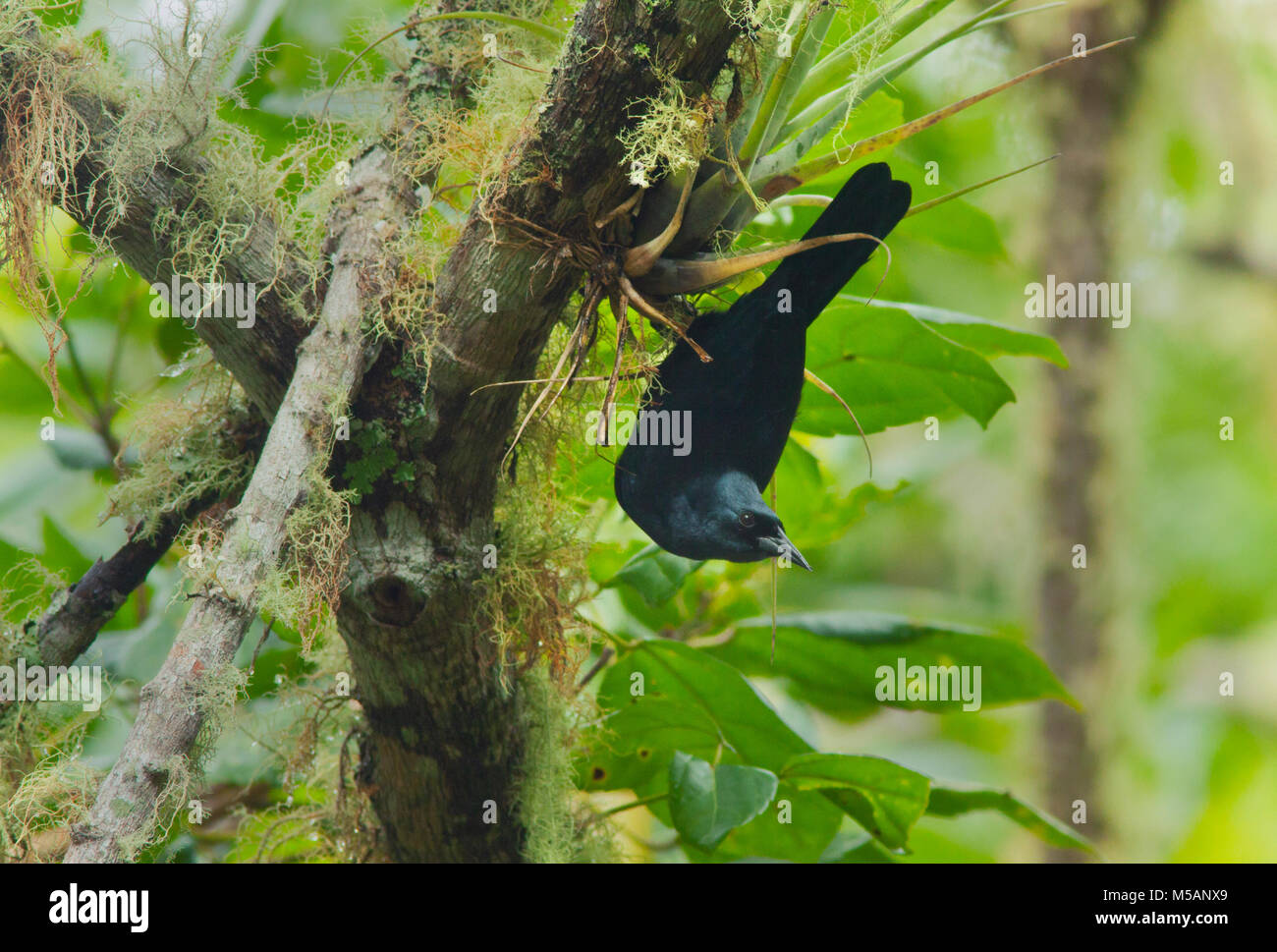 Jamaican Blackbird (Nesopsar nigerrimus) gefährdet, endemisch auf Jamaika, wild, Blau und John Crow Mountains National Park Stockfoto