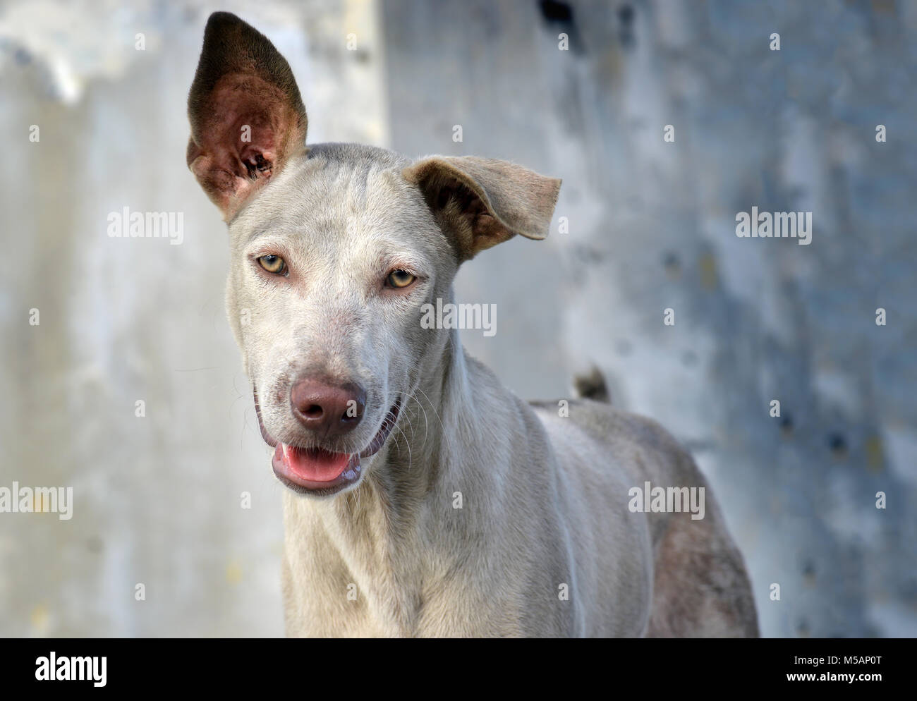 Das Porträt Gefühl der Straße Hund in Thailand Foto in outdoor Sonnenuntergang Beleuchtung zu wundern. Stockfoto