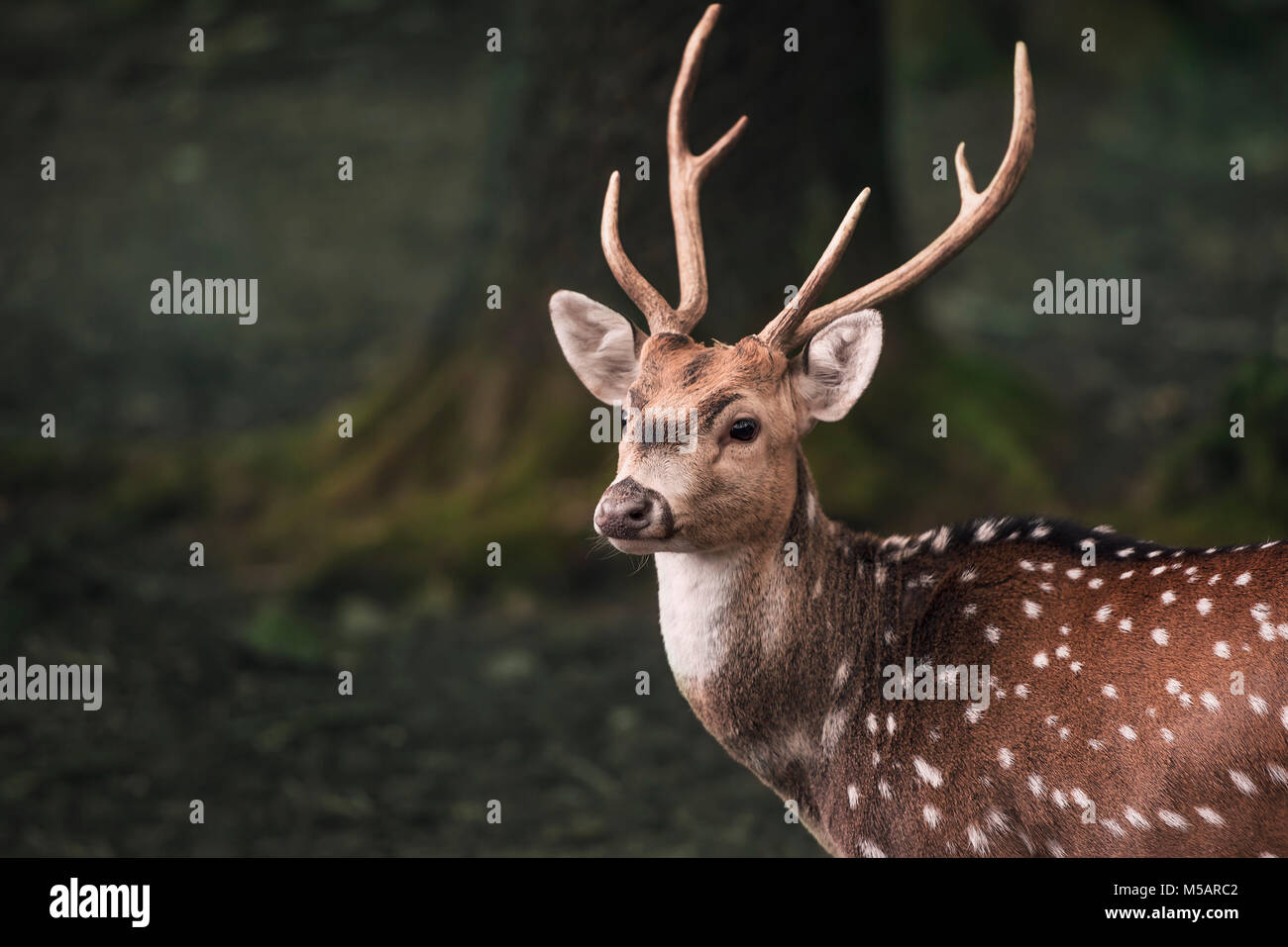 Porträt von einem Jungen Mann aus dem Damwild, mit langen Hörnern und weiße Flecken, in einem dunklen Wald. Stockfoto