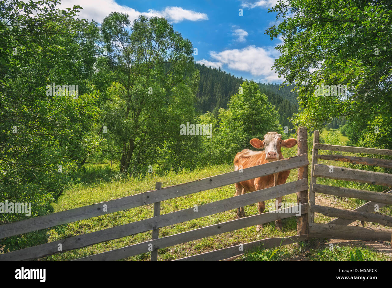 Sommer Landschaft mit einem neugierig Kuh, hinter einer alten hölzernen Zaun, von grüner Natur umgeben, und der Karpaten im Hintergrund, in Rumänien. Stockfoto