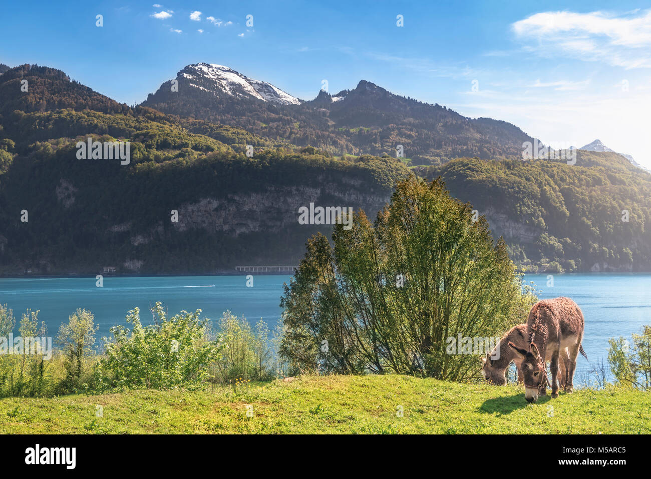 Frühling Landschaft mit den Schweizer Alpen Berge, den Walensee und ein Paar Esel weiden auf der Wiese, an einem sonnigen Tag, in Quarten, Schweiz. Stockfoto