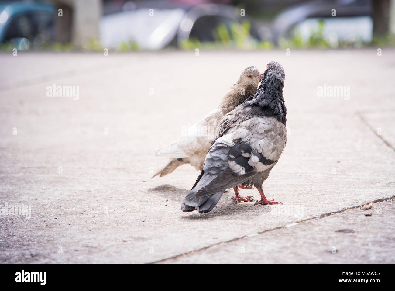Seele Gehilfen Tauben küssen Stockfoto