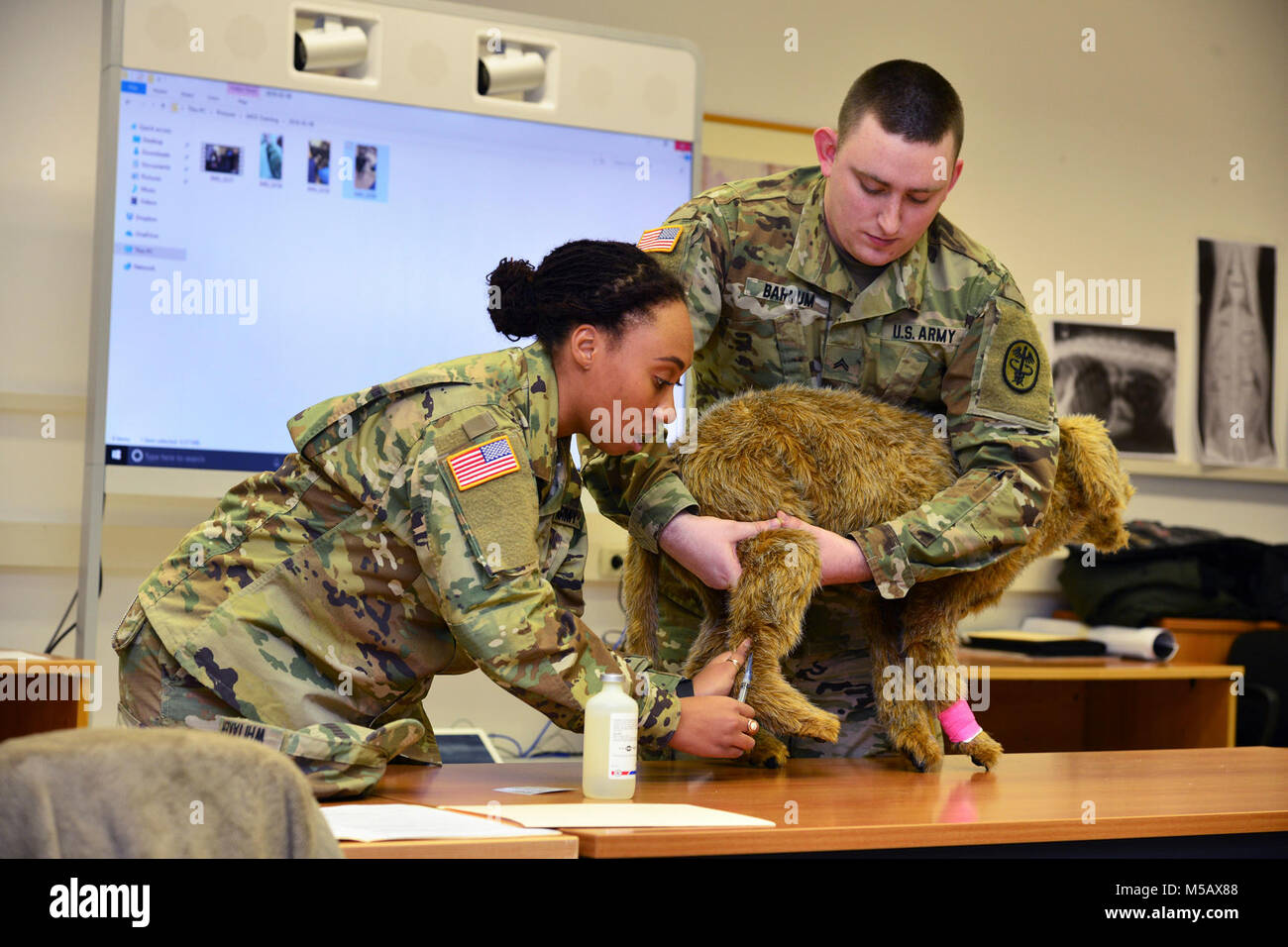 Us-Armee SPC. Karrin S. Davis, Animal Care Specialist von sigonella Brench (links) und Cpl. Zane Barnum, Animal Care Specialist von Neapel Zweig (rechts), zeichnet Blut während der Ausbildung im Bereich der öffentlichen Gesundheit Aktivität Italien Animal Care Spezialisten von Caserma Pluto, Longare, Vicenza, 12. Feb 2018. (U.S. Armee Stockfoto