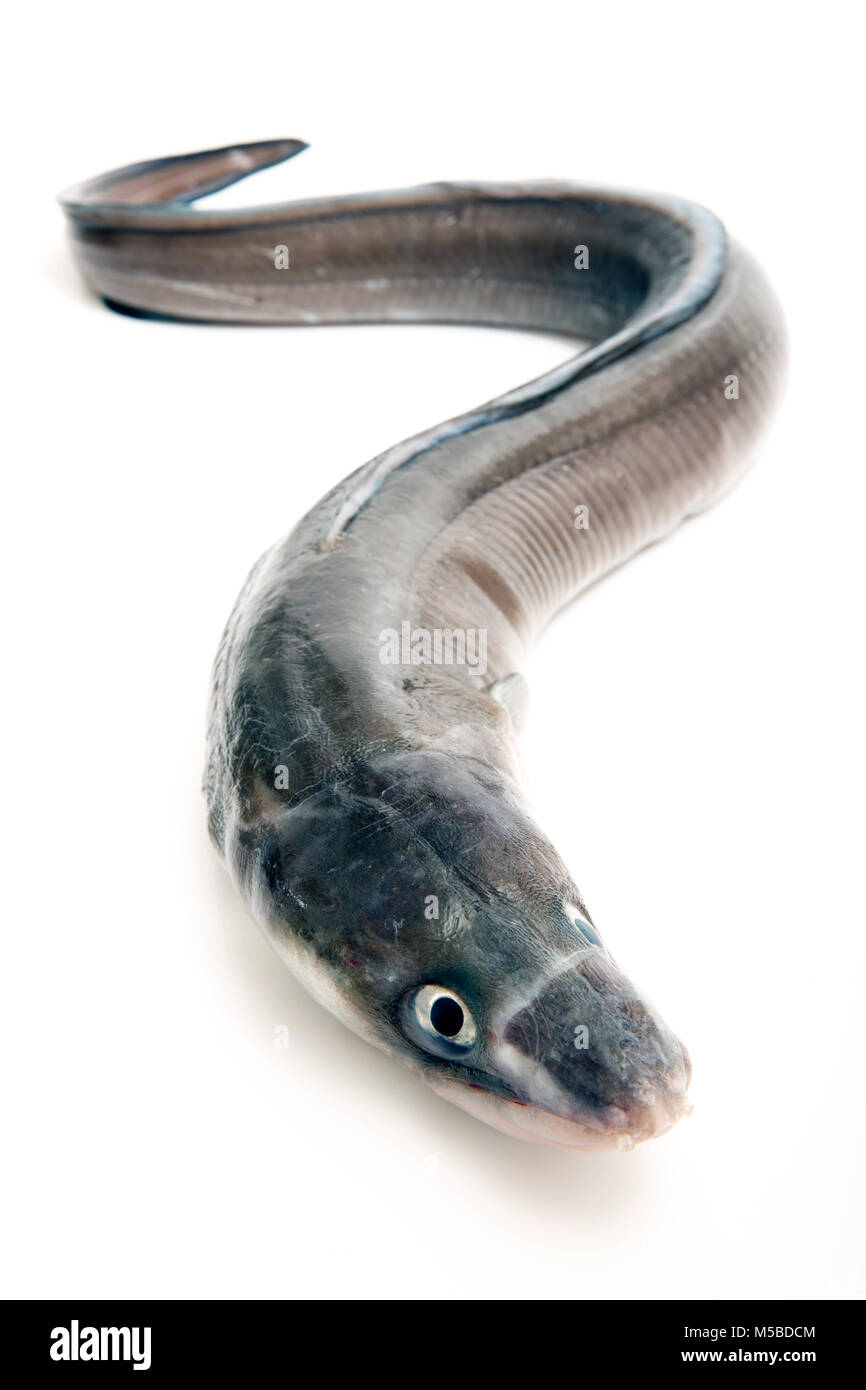 Eine europäische Meeraal, Meeraal Meeraal, von Chesil Beach mit Stab und Linie gefangen und auf weißem Hintergrund in einem Studio fotografiert. Dorset England UK GB Stockfoto