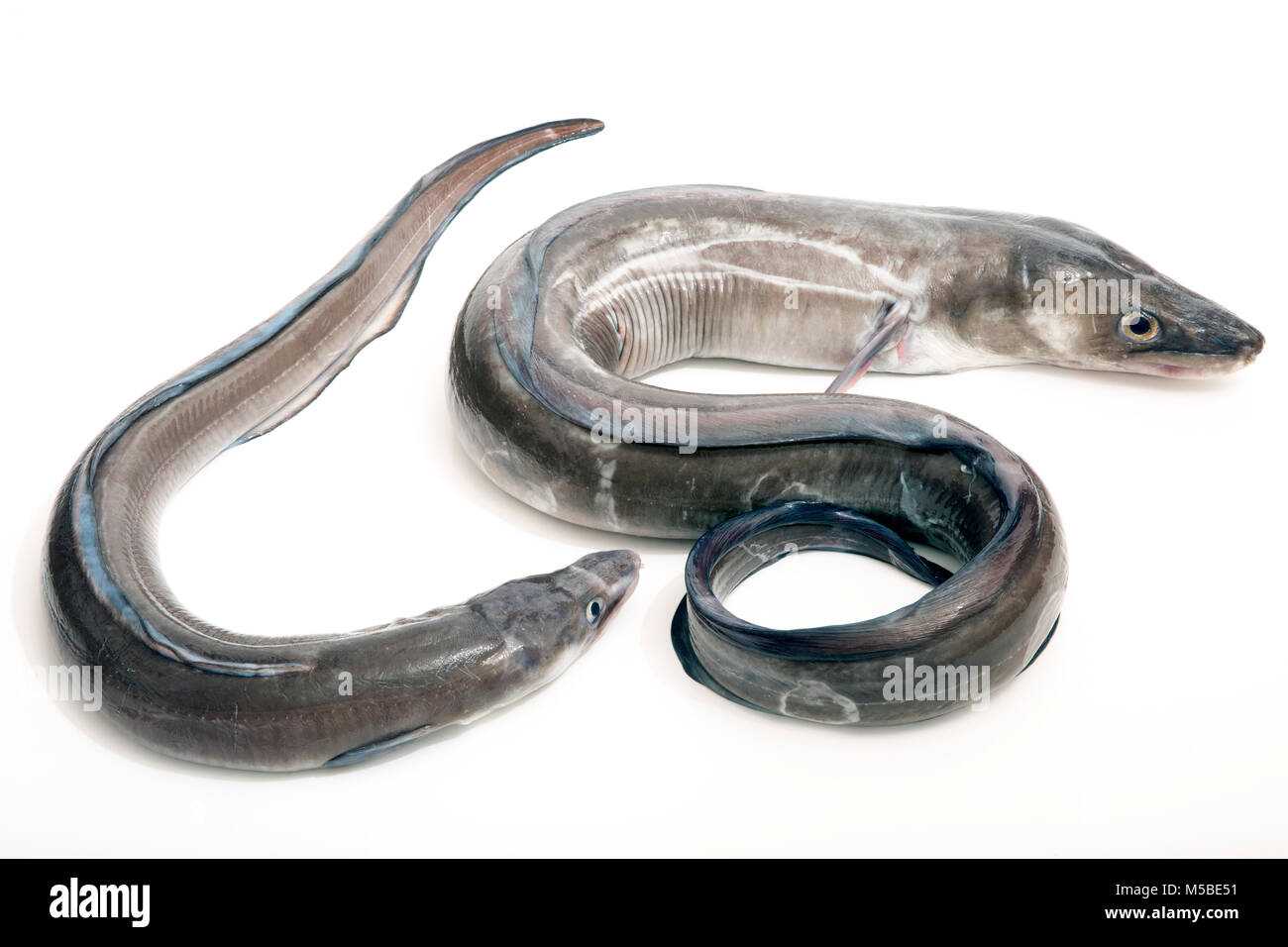 Ein paar der europäischen Conger Aale, Conger Conger, von Chesil Beach in Dorset Ufer angeln mit Stab und Linie gefangen. Dorset England UK GB. Studio pic. Stockfoto