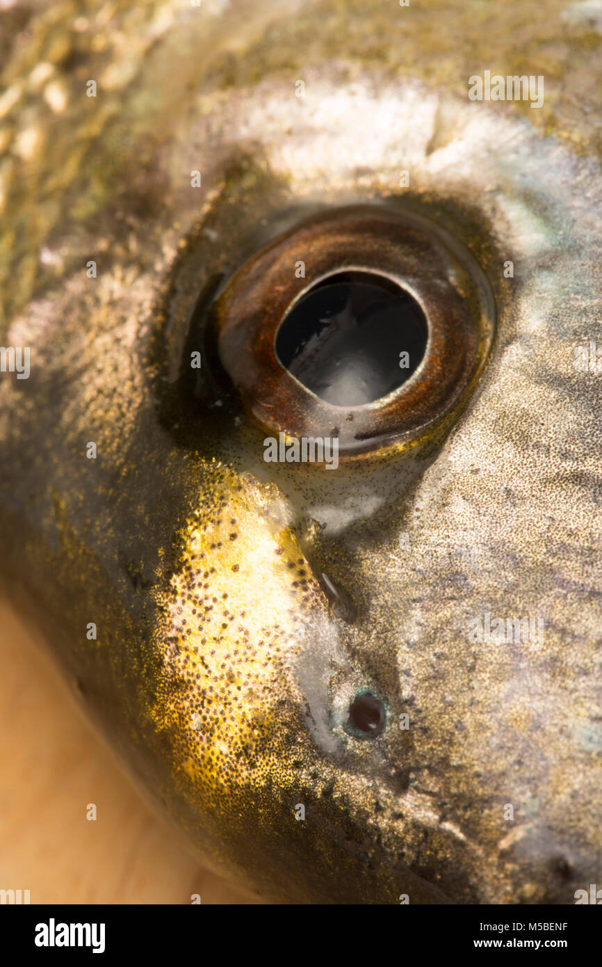 Eine Dorade Brasse, Sparus aurata, gefangen vom Ufer auf der Stange und Line in Dorset England UK GB. Es erhält seinen Namen von dem goldenen Band über den Kopf. Stockfoto