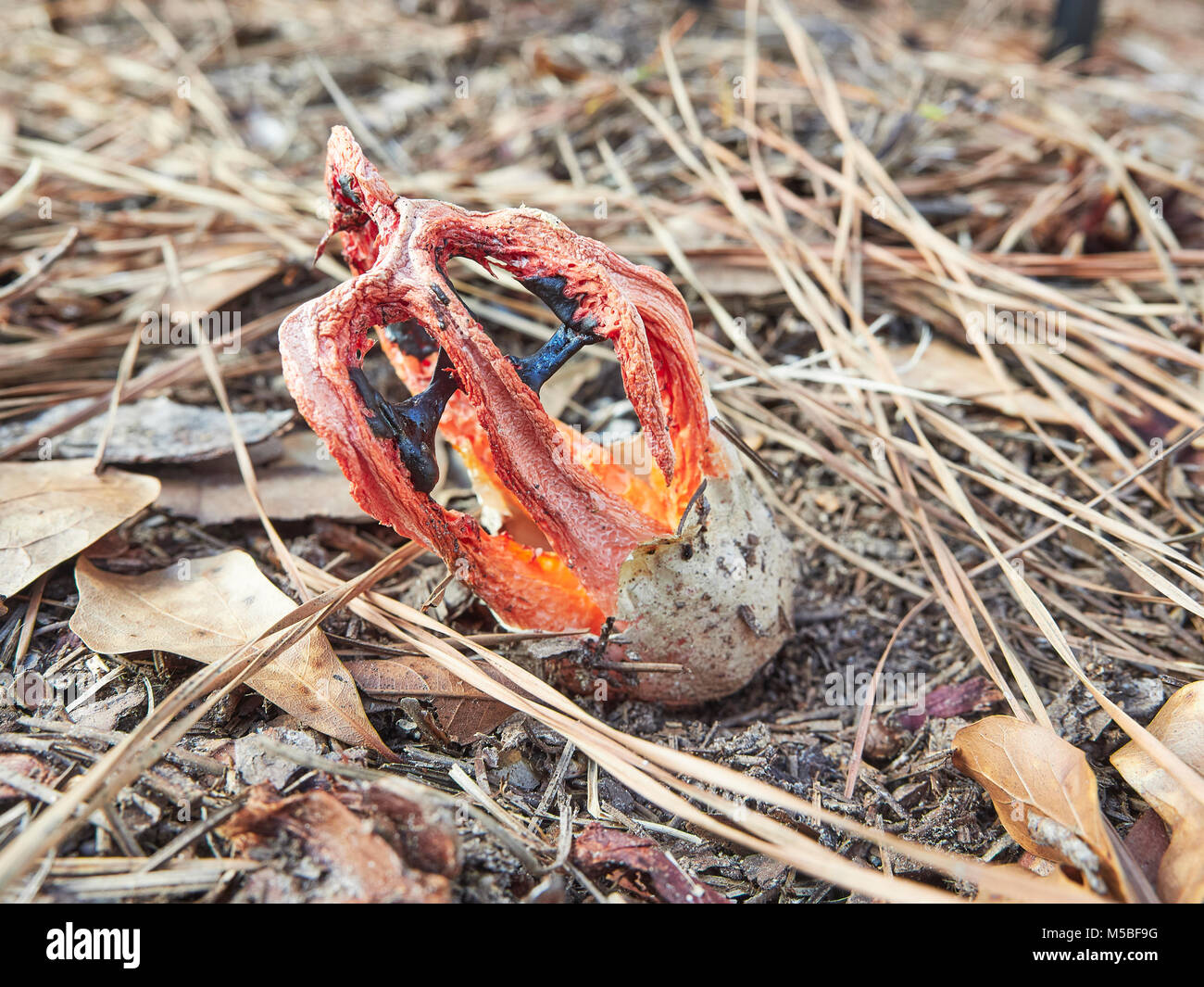 Clathrus Ruber, Cage Exemplar des Gemeinen Stinkmorchels, oder Korb Exemplar des Gemeinen Stinkmorchels wachsen auf Waldboden, Montgomery, Alabama, USA. Stockfoto