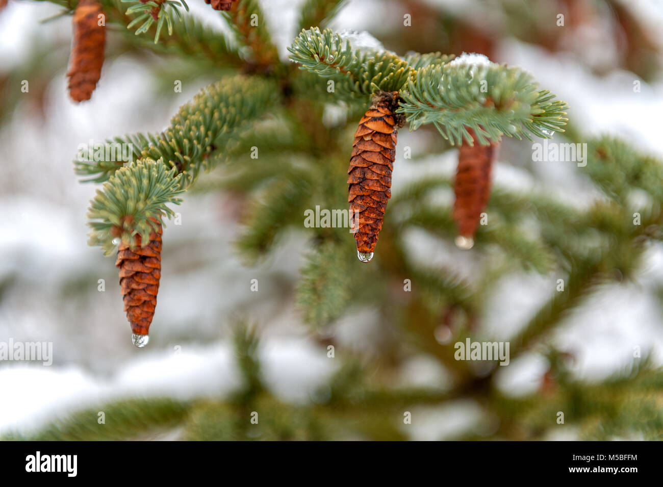 Wassertropfen auf Tannenzapfen Stockfoto