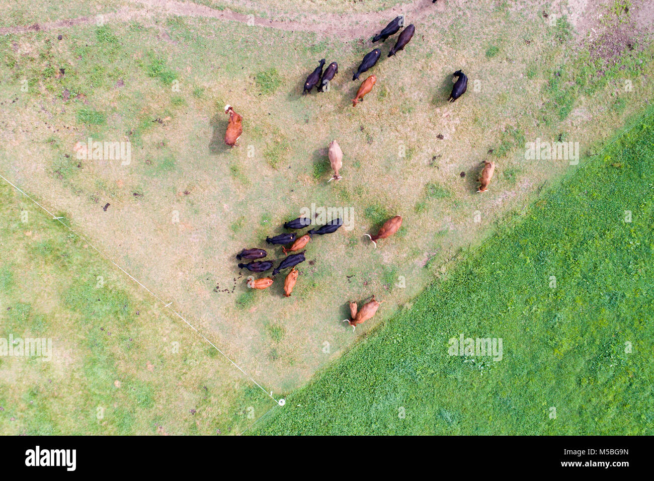 Luftaufnahme der Rinder grasen auf einem Feld in Mercer County PA Stockfoto