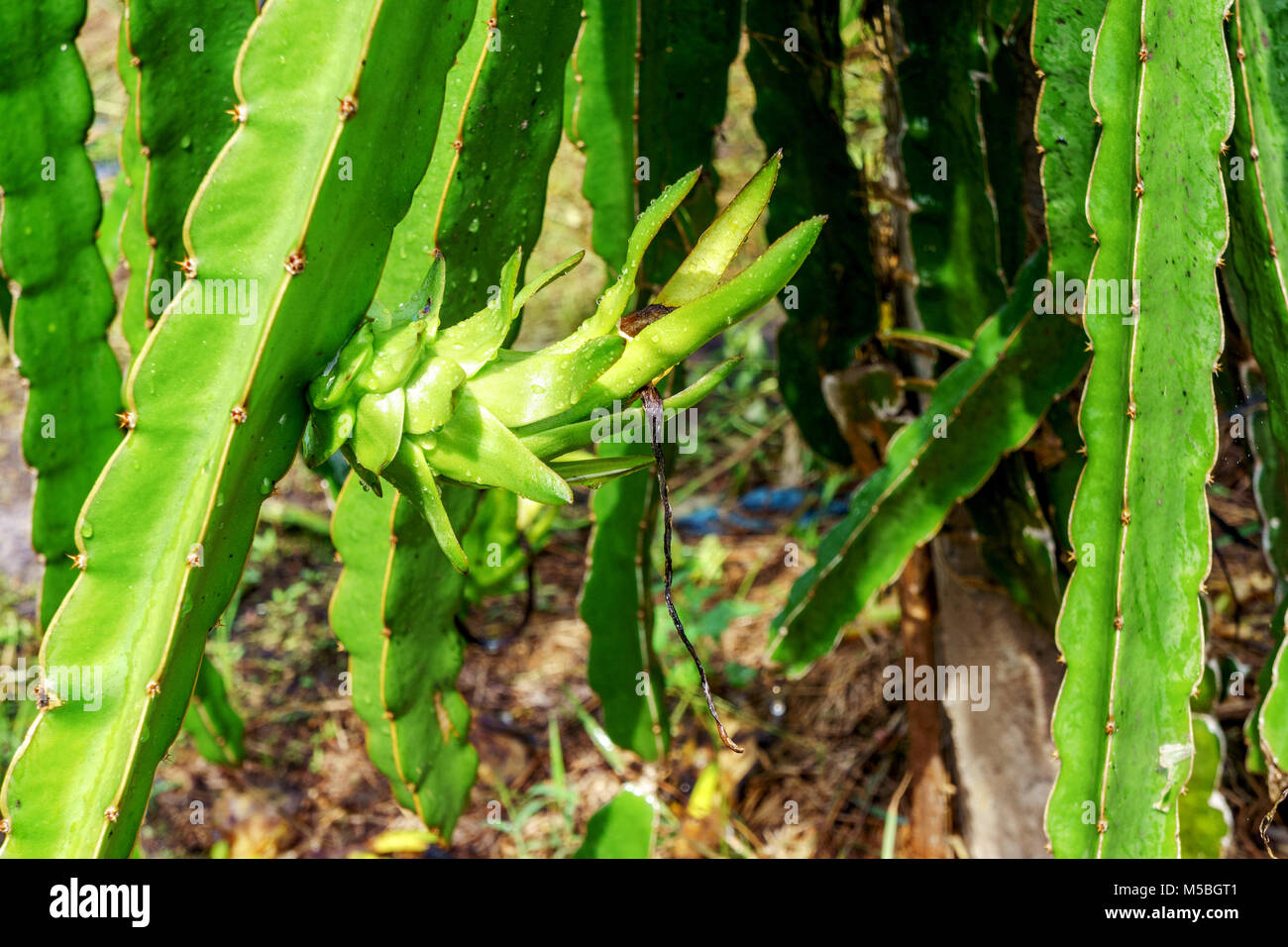 Drachenobstbaum mit reifer roter Frucht am Baum zur Ernte. Dies ist eine  khle Frucht mit vielen Mineralien, die fr die menschliche Gesundheit von  Vorteil sind Stockfotografie - Alamy