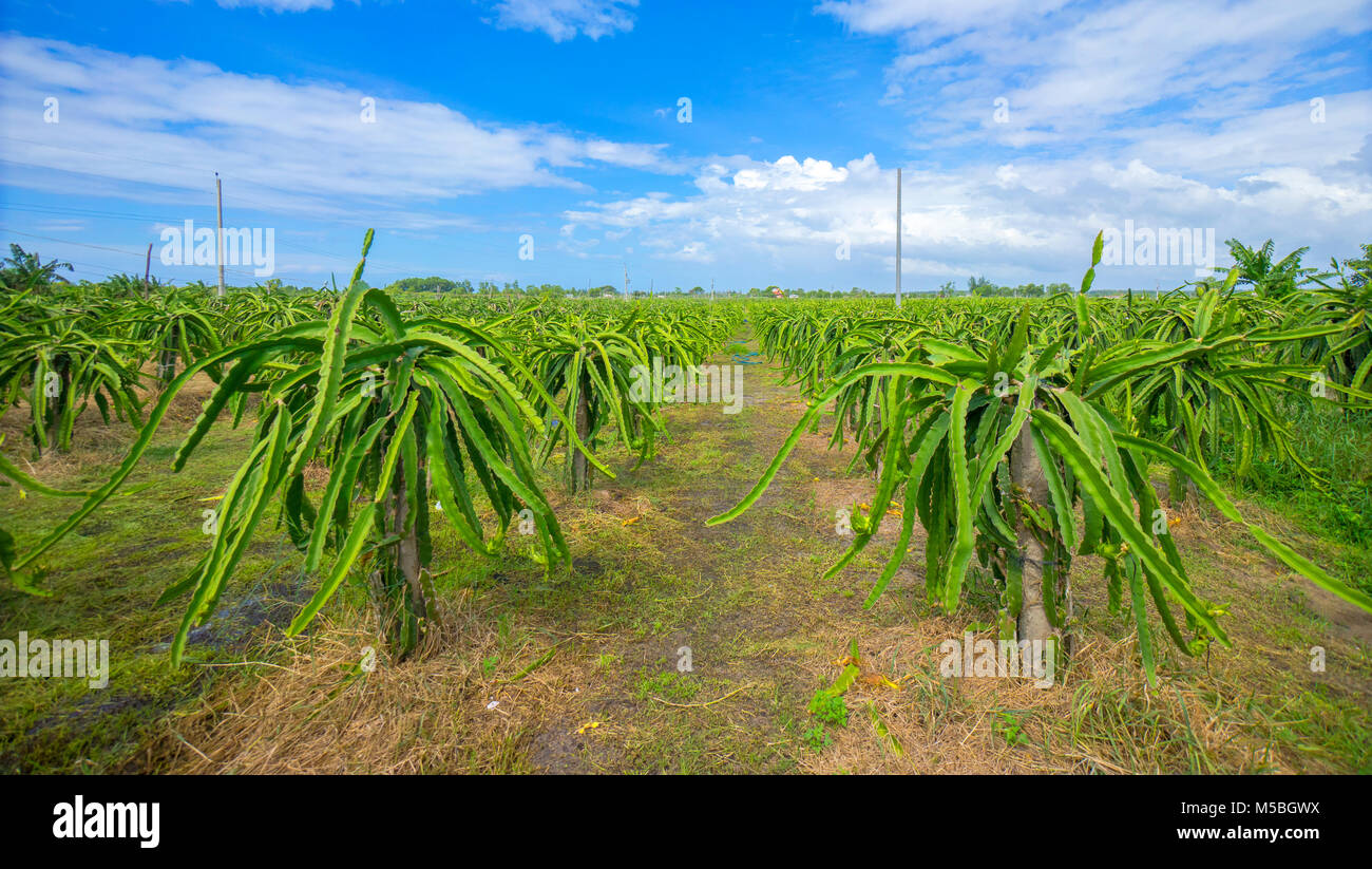 Drachenfrucht Bauernhof Stockfotos & Drachenfrucht Bauernhof Bilder - Alamy