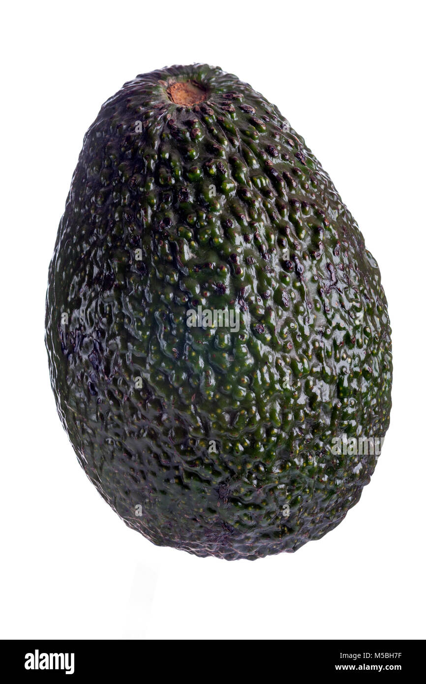Avocado, Avokado (Persea americana) Stockfoto