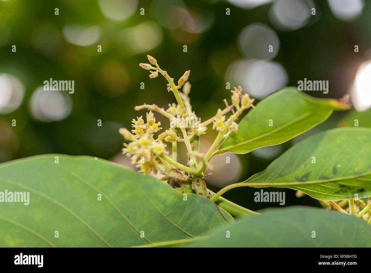 Avocado, Avokado (Persea americana) Stockfoto