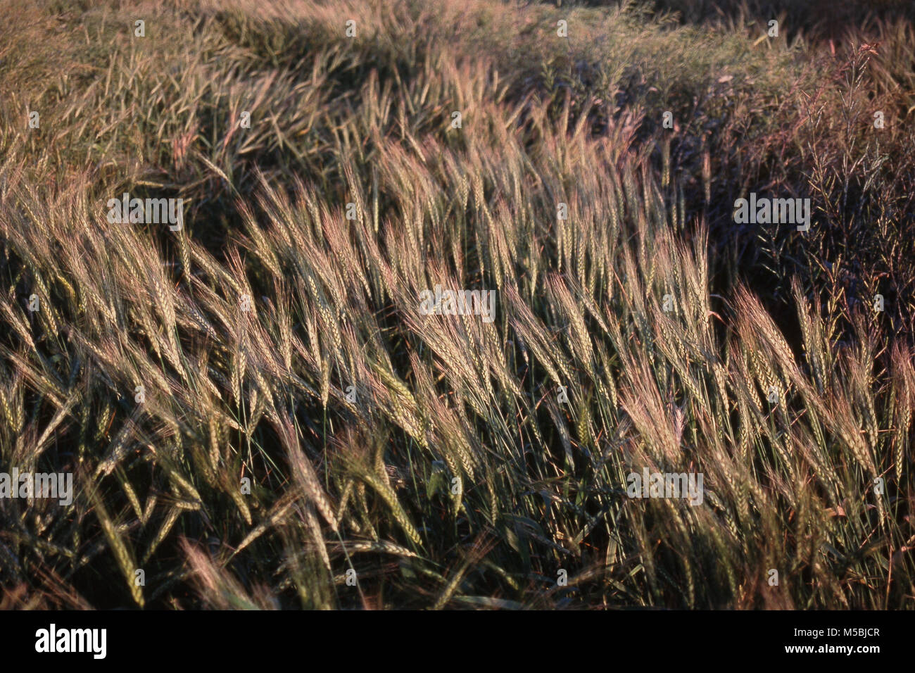 Weizen an Gorai, Maharashtra, Indien Stockfoto