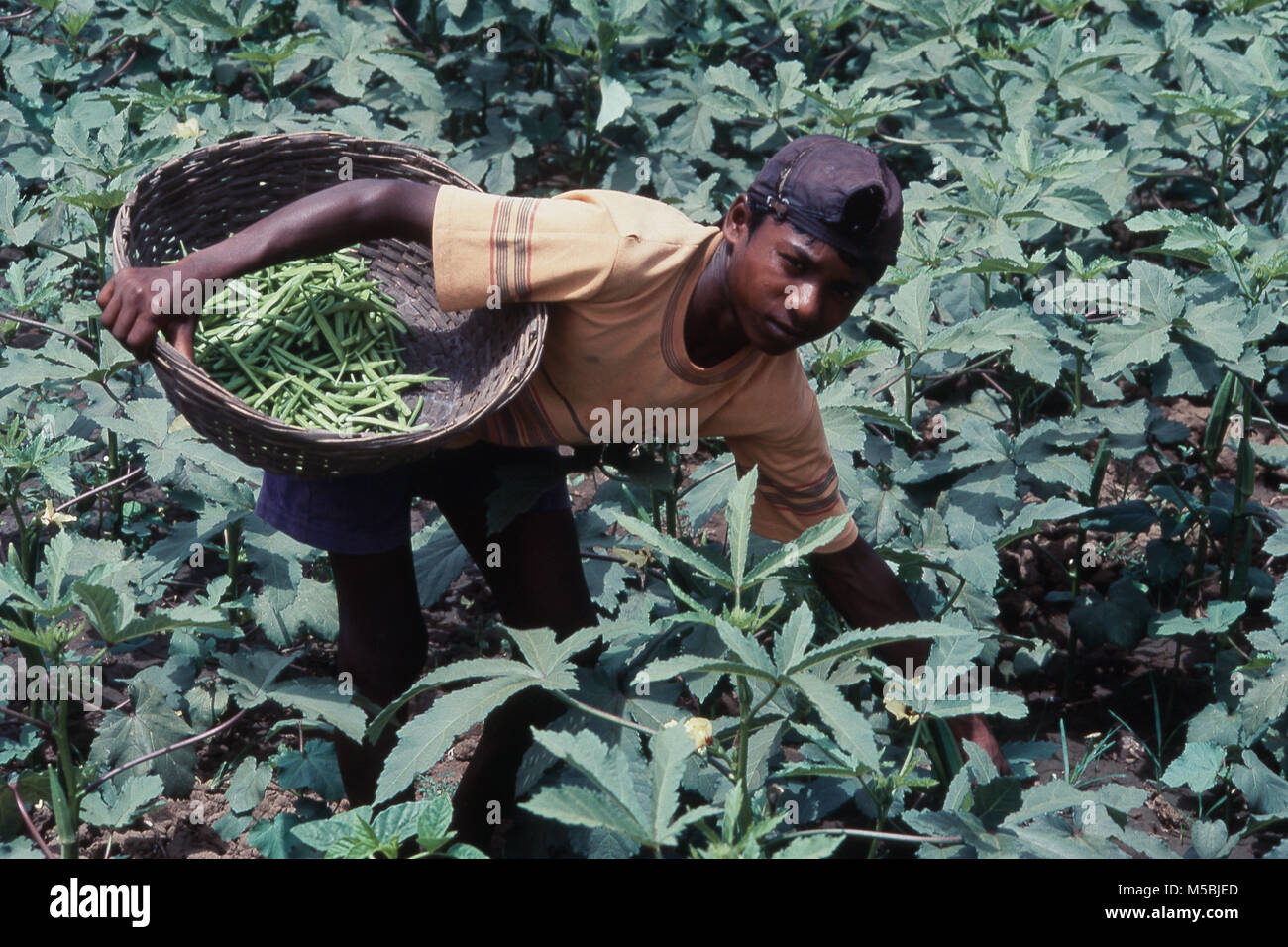 Junge Kommissionierung Gemüse vom Bauernhof, Uttan, Bhayandar, Thane, Maharashtra, Indien Stockfoto