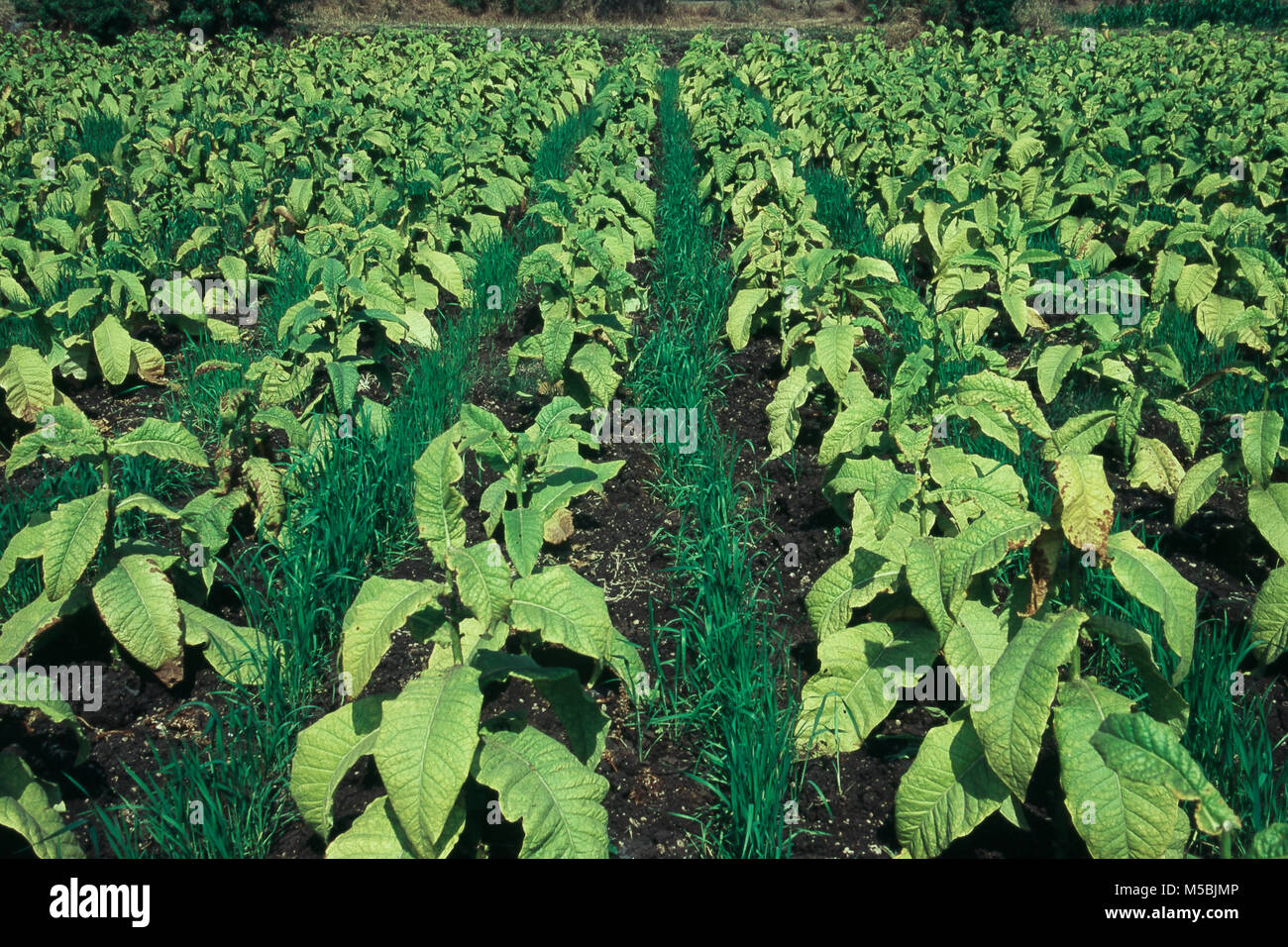 Tabak Feld an Ajra in Maharashtra, Indien Stockfoto