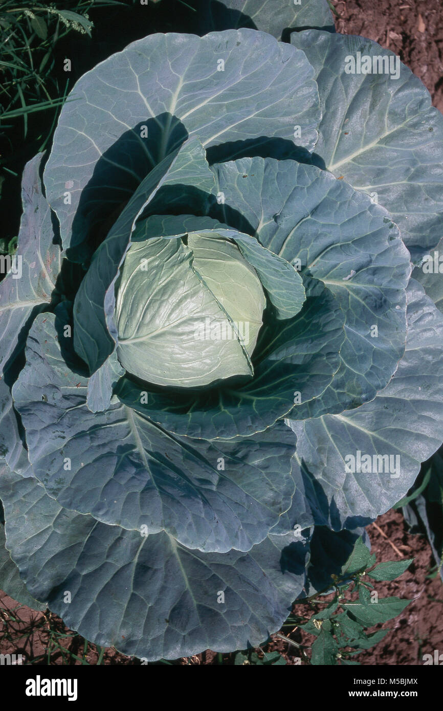 In der Nähe von Kohl in Nanded, Maharashtra, Indien Stockfoto