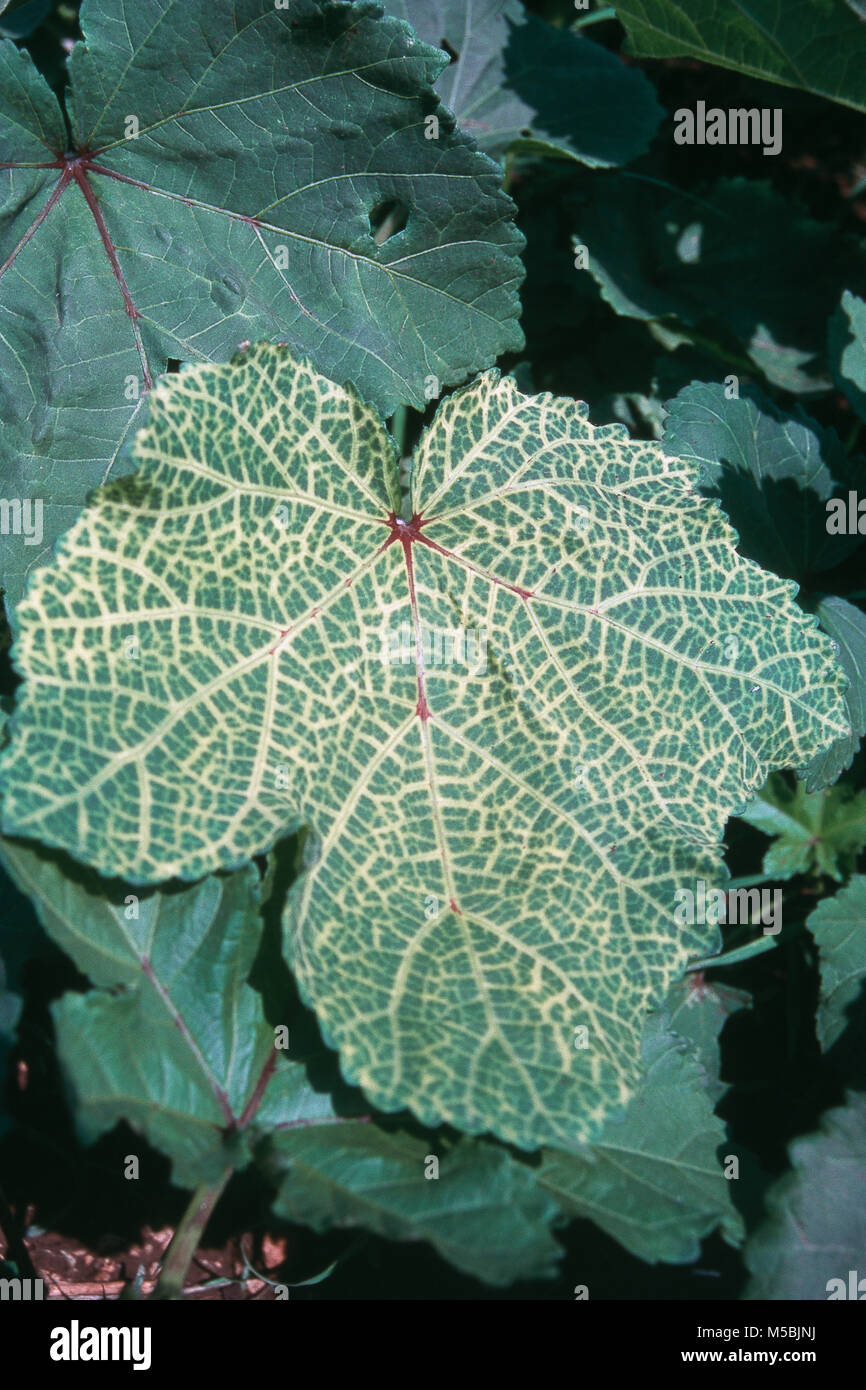 Nahaufnahme von Lady Finger Ernte in Talegaon, Maharashtra, Indien Stockfoto