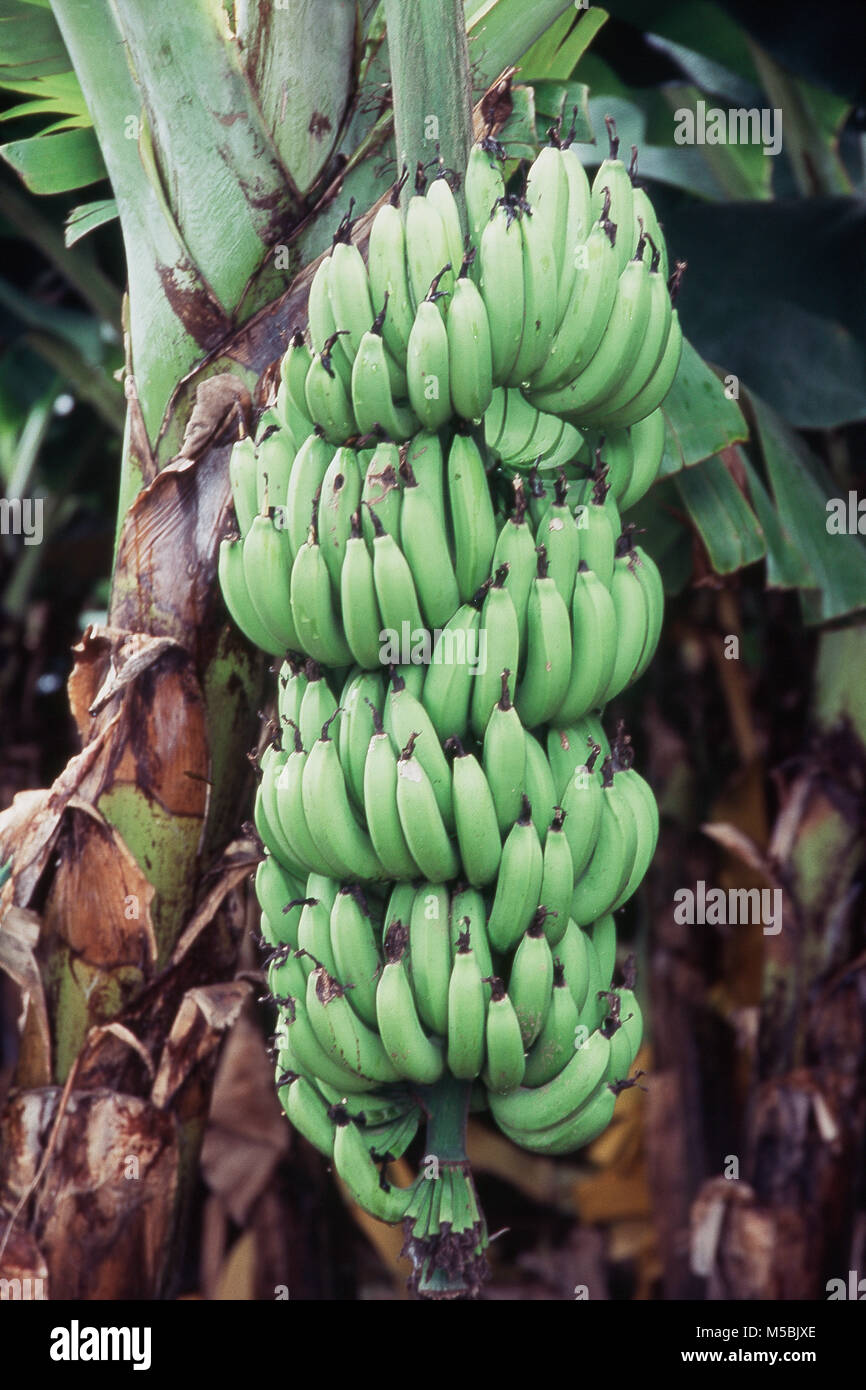 Bananenbaum mit Früchten, Pune, Maharashtra, Indien Stockfoto