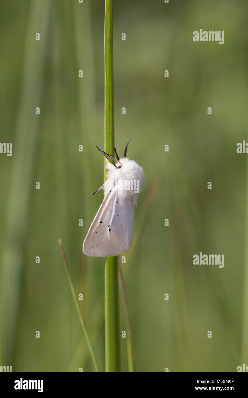 Weißes Hermelin Tiger Moth Stockfoto