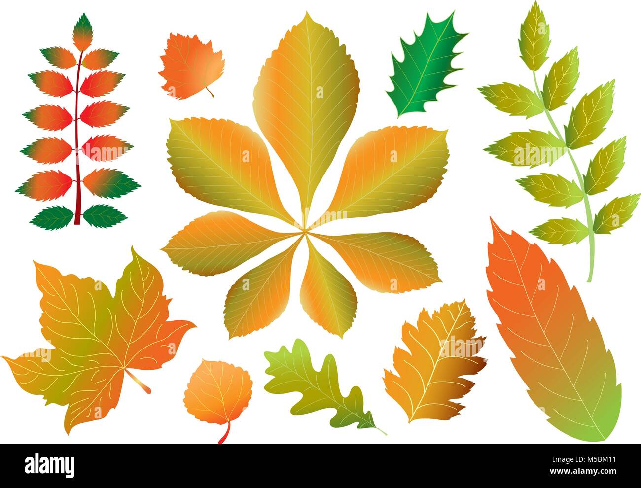 Zehn verschiedene Blätter im Herbst Stock Vektor