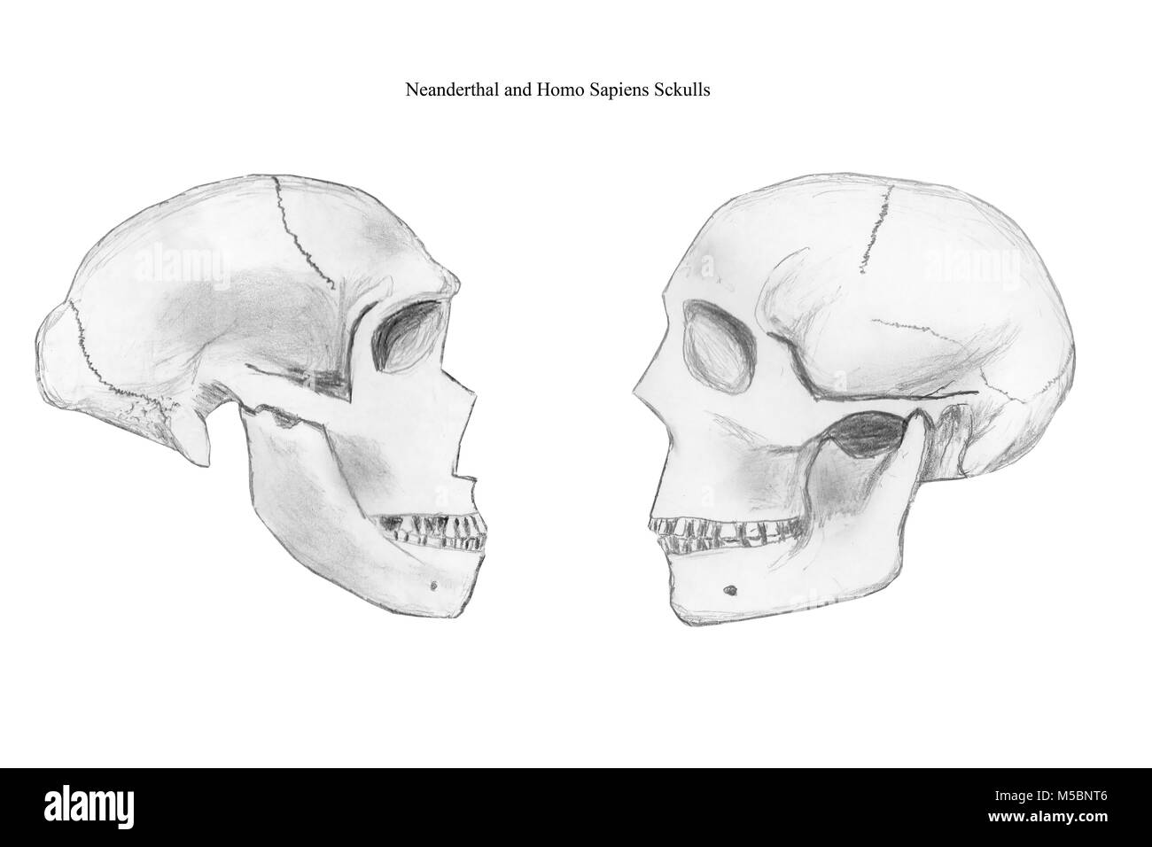 Bleistift Skizzen von Neandertalern (links) und modernen menschlichen Schädel (rechts) Stockfoto
