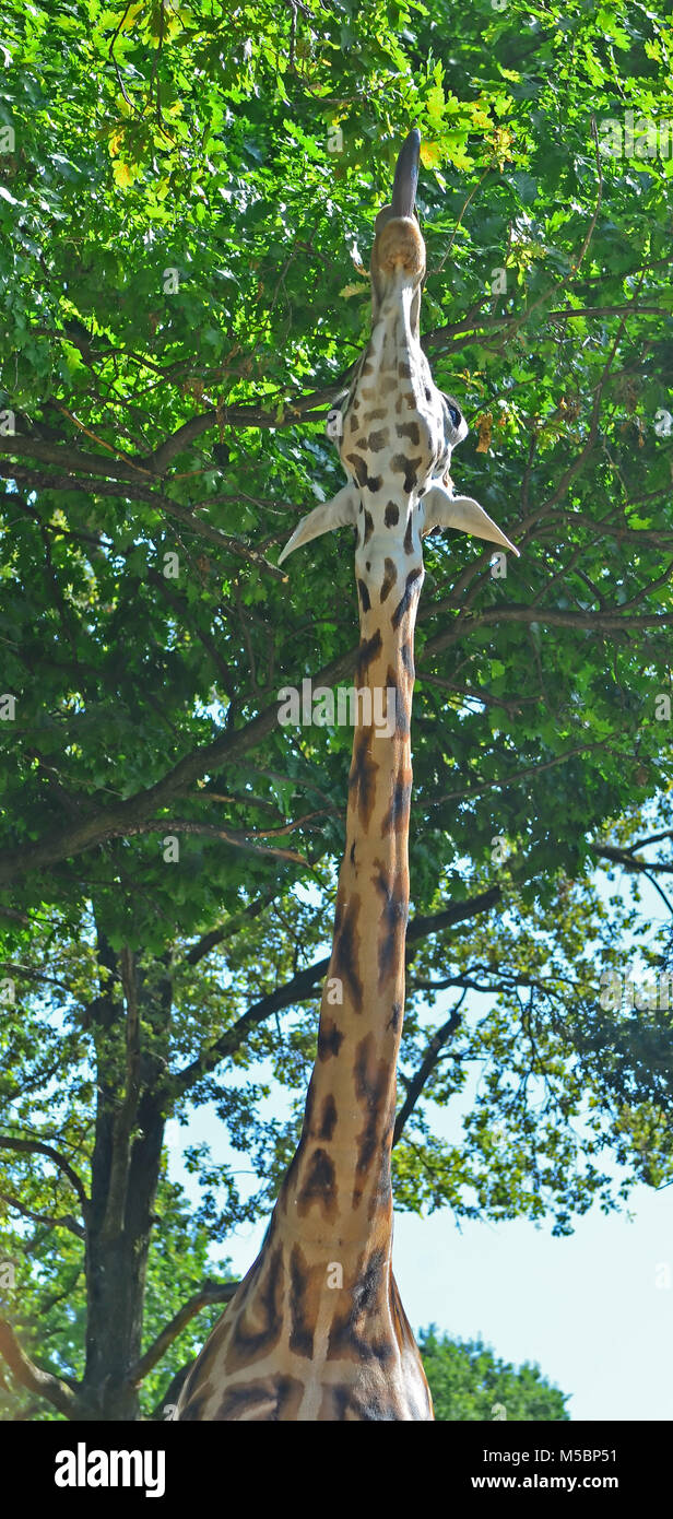 Eine Giraffe nutzt seine sehr langen Hals und Zunge Blätter hoch in einem Baum zu erreichen Stockfoto