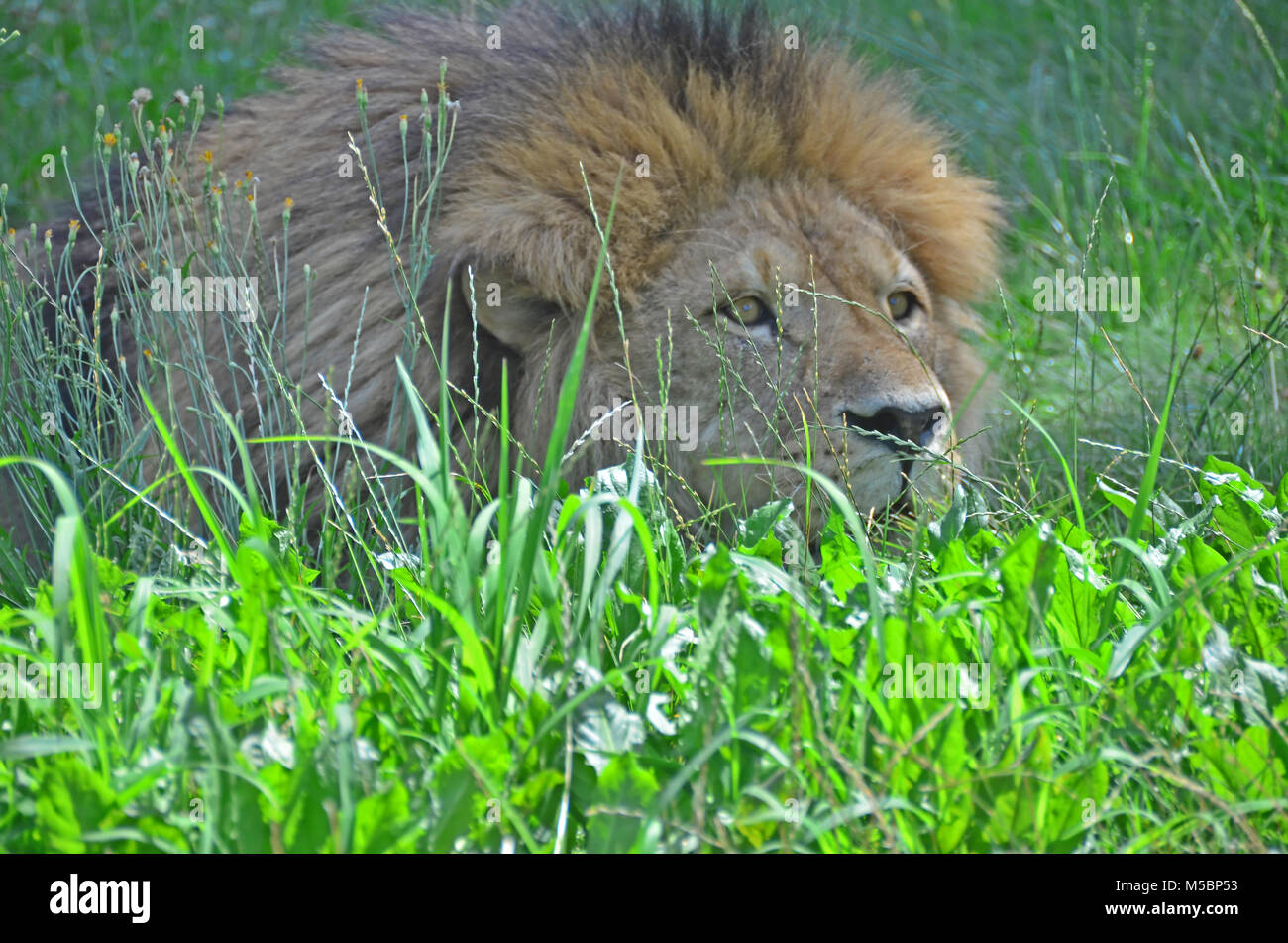 Männliche Löwe versteckt im Gras und unter Beachtung seiner Beute und Vorbereitung für einen Hinterhalt Stockfoto
