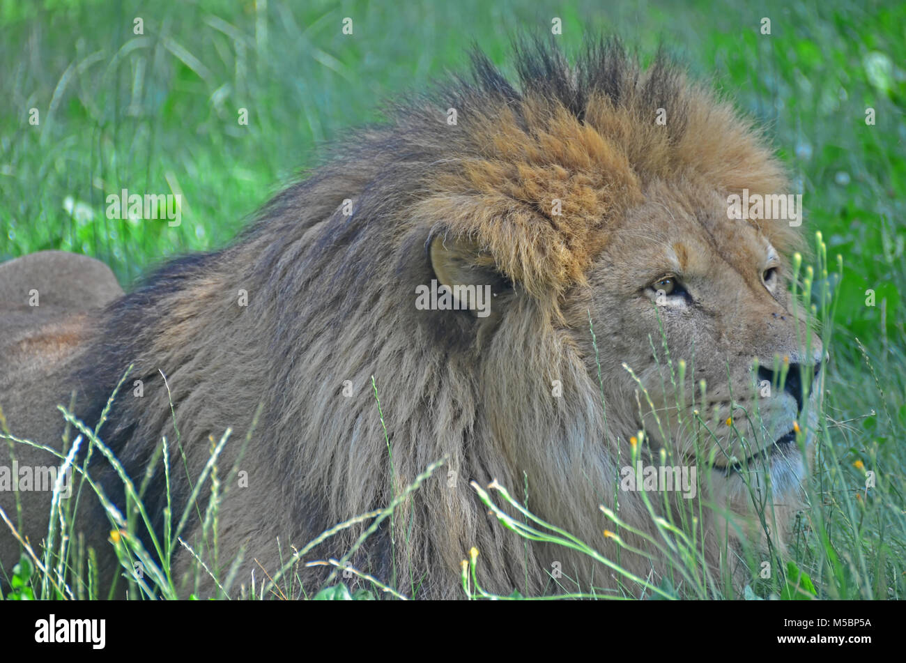 Ein männlicher Löwe im Gras liegen, genau beobachten, um seine Beute Stockfoto