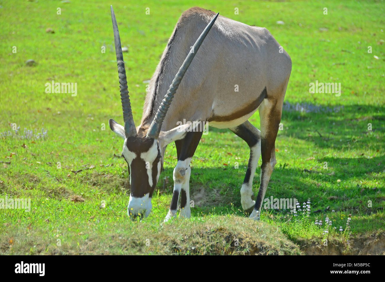 Oryx aus Afrika surfen auf Gras Stockfoto