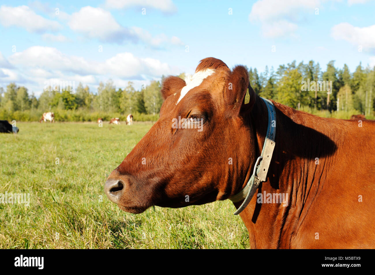 Eine Nahaufnahme auf einer Kuh, die in der Wiese/Feld whit andere Kuh dar o Weg zur Festlegung im Hintergrund. Stockfoto