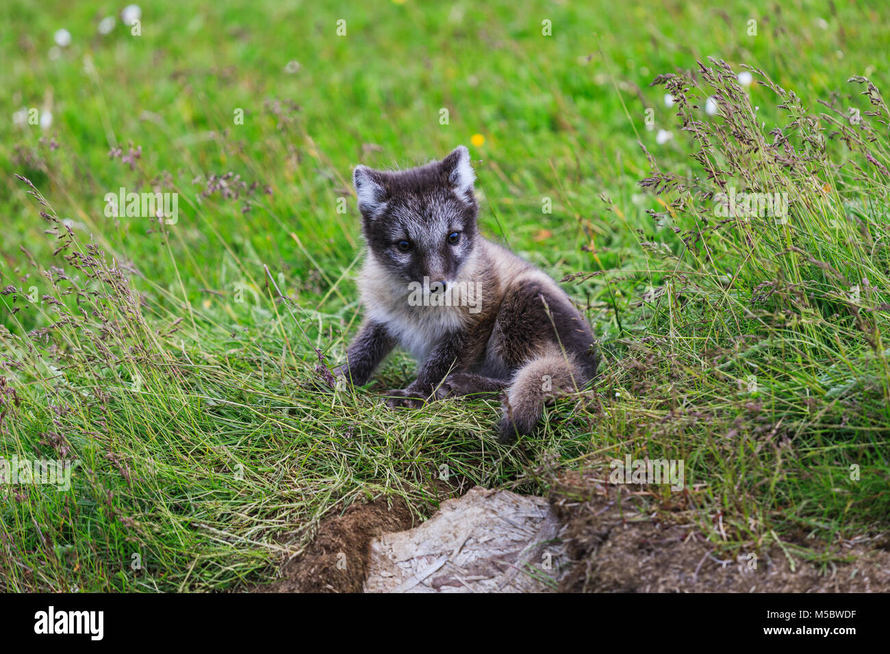 Junge verspielte Arctic fox Cub in Island, Sommer Stockfoto