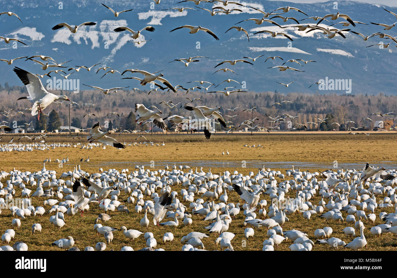 WA 13562-00 ... WASHINGTON - Schnee Gänse weiden auf ein Feld, während andere über Fliegen Sie von einem anderen Teil vom Feld, in der Nähe von Edison auf dem Sk zu verbinden Stockfoto