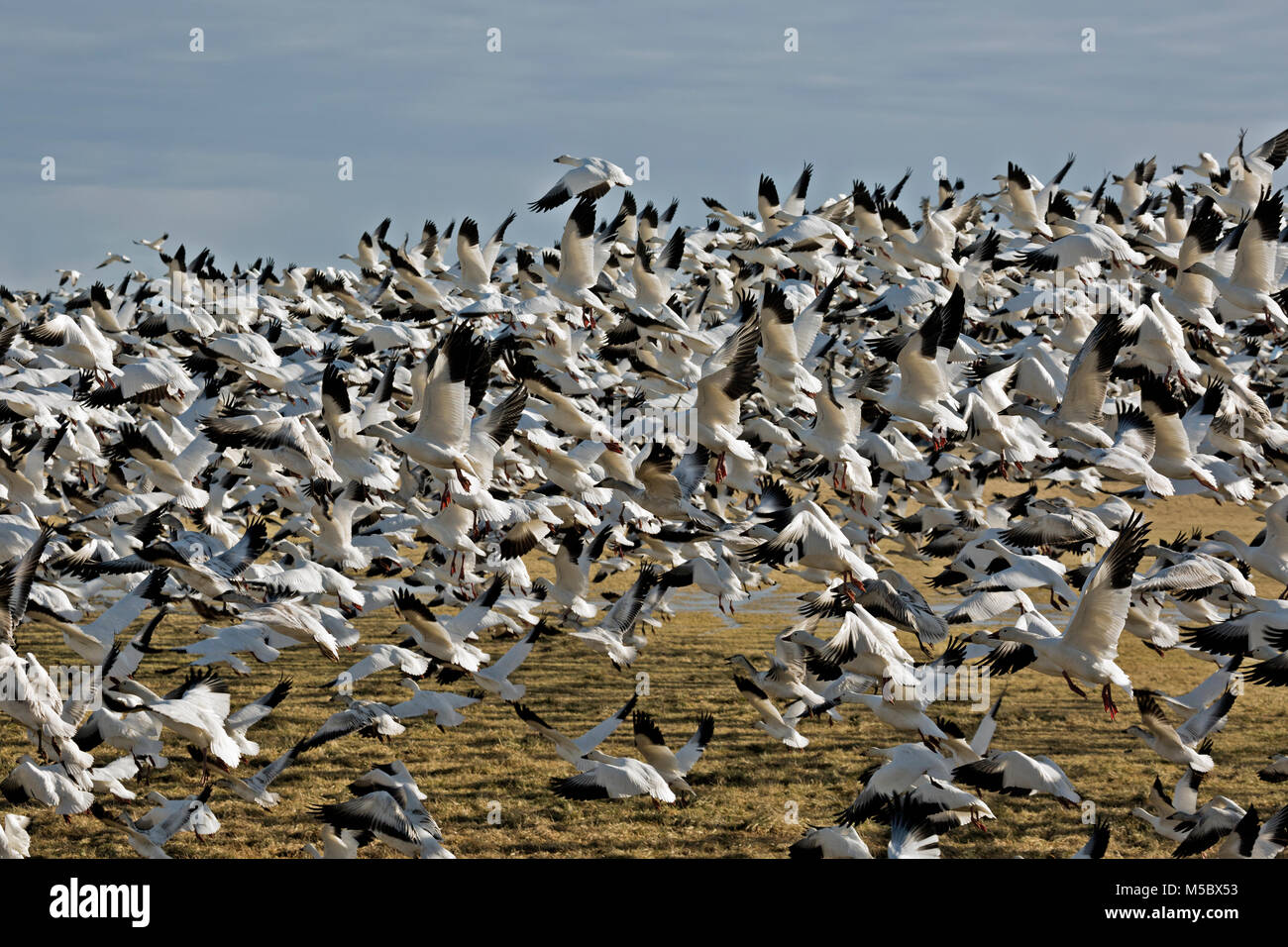 WA 135676-00... WASHINGTON - Hunderte Schnee Gänse in die Luft auf einmal, wenn ein Adler fliegt über dem Feld, wo sie in der Nähe von Ediso waren Stockfoto