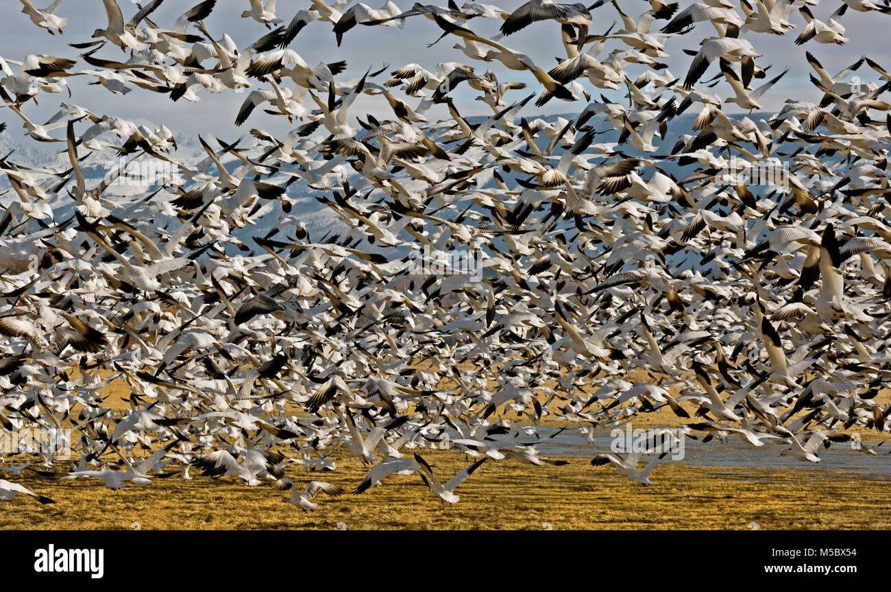 WA 13568-00 ... WASHINGTON - Hunderte Schnee Gänse in die Luft auf einmal, wenn ein Adler fliegt über dem Feld, wo sie in der Nähe von Edison waren Stockfoto