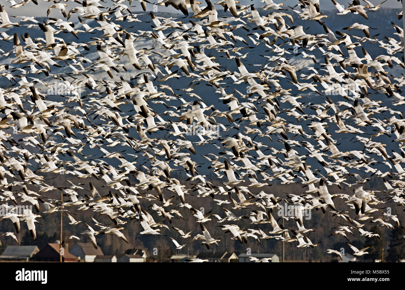 WA 13569-00 ... WASHINGTON - Hunderte Schnee Gänse in die Luft auf einmal, wenn ein Adler fliegt über dem Feld, wo sie in der Nähe von Edison waren Stockfoto