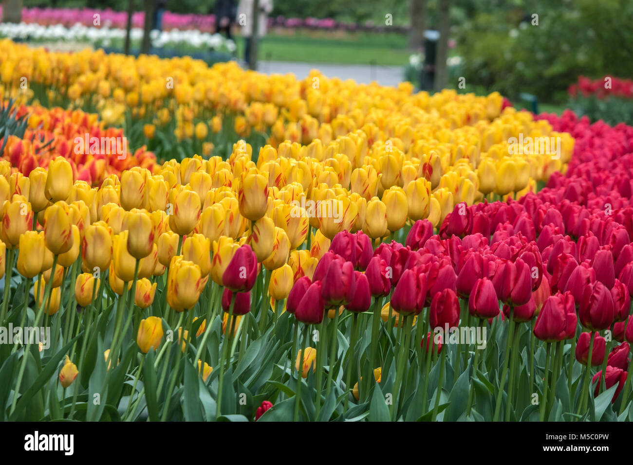 Frühling Tulpe Feld in Garten, Amsterdam, Niederlande Stockfoto