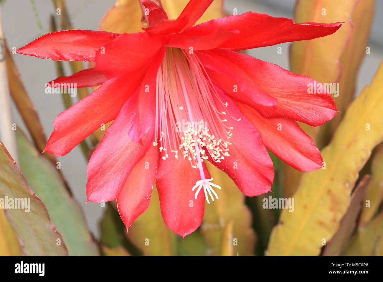 Nahaufnahme von Epiphyllum ackermannii oder Rote Orchidee Kakteen Epiphyllum oder als bekannte isoliert Stockfoto