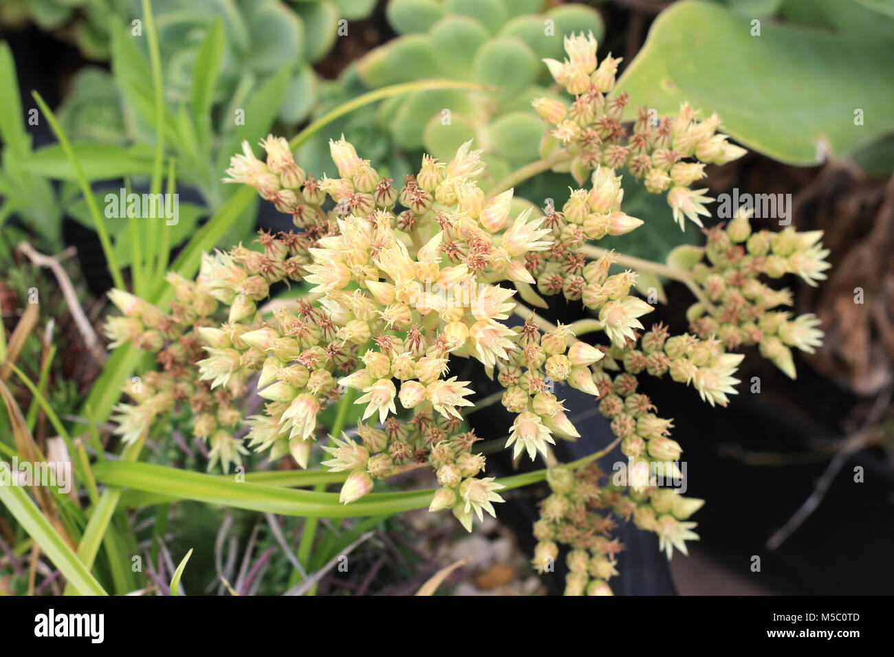Nahaufnahme von Aeonium haworthii Pinwheel Aeonium Blumen Stockfoto