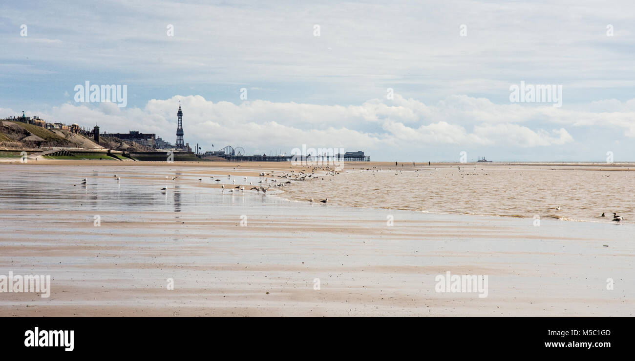 Möwen füttern im gezeitenbecken auf dem Sand und Schlamm von Blackpool Beach an einem Sommertag, mit der berühmten Blackpool Tower und Pfeiler in der Ferne. Stockfoto