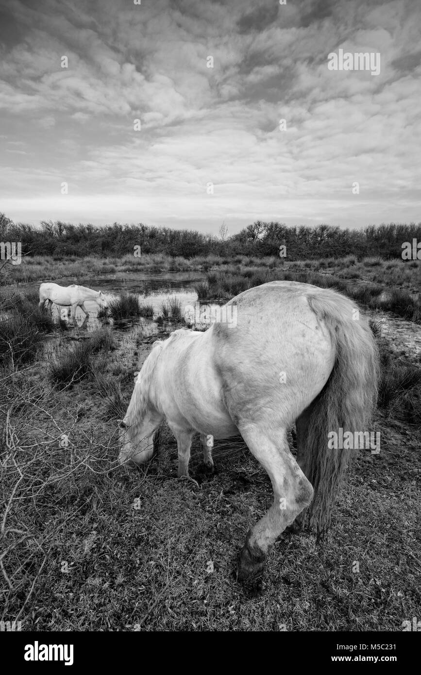 Wilde weisse Camargue Pferde in der wunderschönen Naturschutzgebiet der Isola della Cona (Grado, Friaul-Julisch Venetien, Italien). Stockfoto