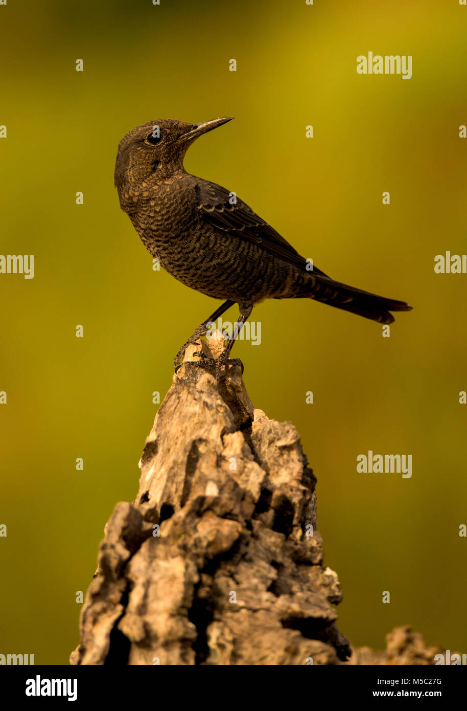 Weibliche Blue Rock Trush (Montícola ssolitarius) thront. Südlichen Spanien. Stockfoto