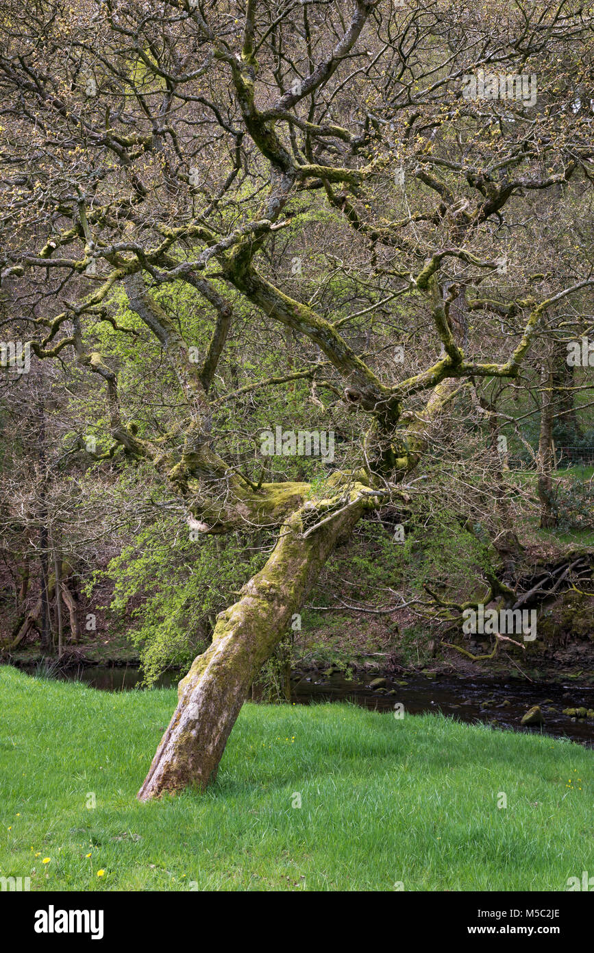 Eiche am Ufer des Flusses Goyt in der Nähe von Whalley Brücke, Derbyshire. Neue Feder Grün auf den Zweigen. Stockfoto