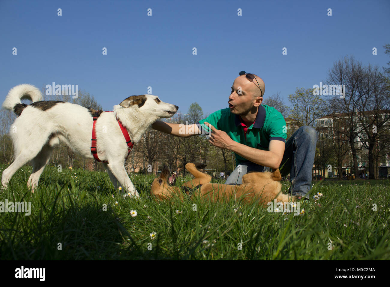 Hundebesitzer, der seinem Hund beibringt, wie man mit anderen Hunden spielt Stockfoto