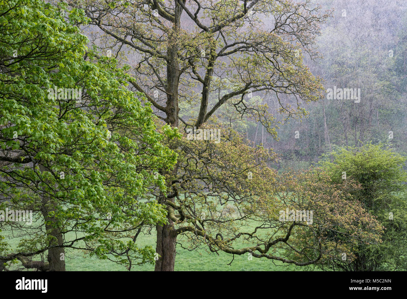 Winterliche Duschen in Mitte Frühling Landschaft. Bäume mit neuem Grün auf den Zweigen. Stockfoto