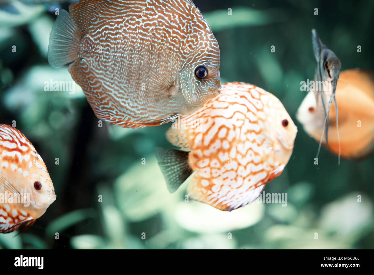 Diskus sind einige der schönsten tropischen Fische im Aquarium Stockfoto