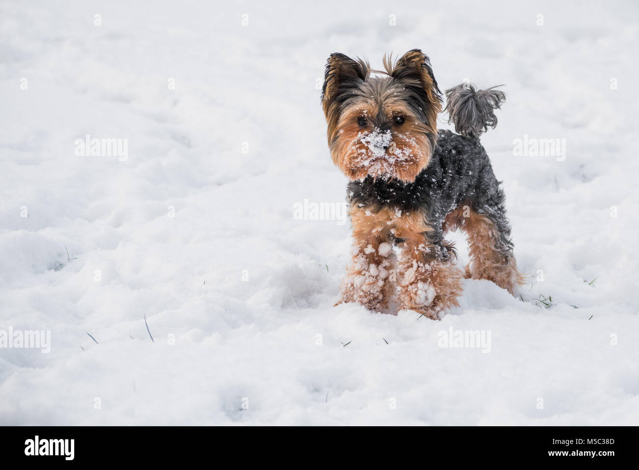 Yorkshire Terrier stehend im Schnee Stockfoto