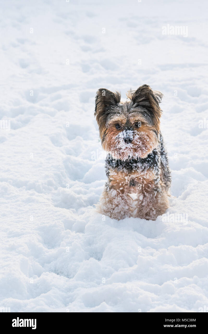 Yorkshire Terrier stehend im Schnee Stockfoto