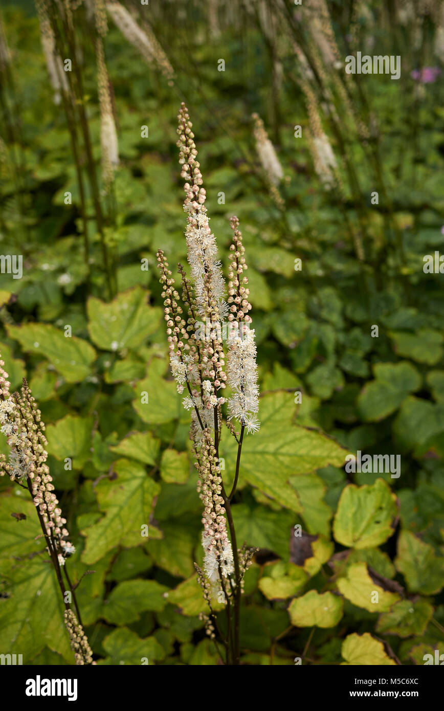 Actaea Racemora Cimicifuga racemosa cordifolia -Fotos und -Bildmaterial in hoher ...
