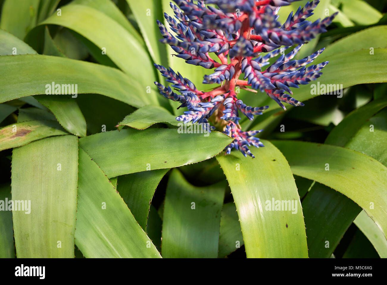 Lila bromelie -Fotos und -Bildmaterial in hoher Auflsung  Alamy